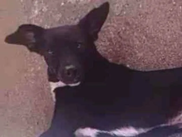 Cachorro ra a Vira lata idade 3 anos nome Urso 