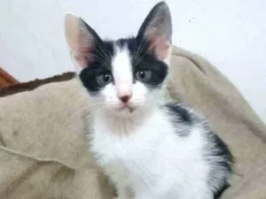 Gato raça SRD idade 2 a 6 meses nome ODIN