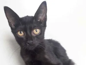 Gato raça SRD idade 2 a 6 meses nome KALI