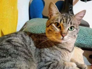 Gato raça Sem Raça Definida idade 7 a 11 meses nome REI Castrado