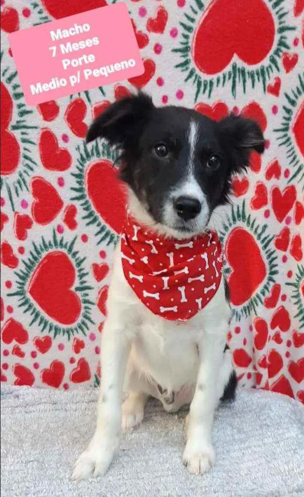 Cachorro ra a SRD  idade 7 a 11 meses nome Plutão 