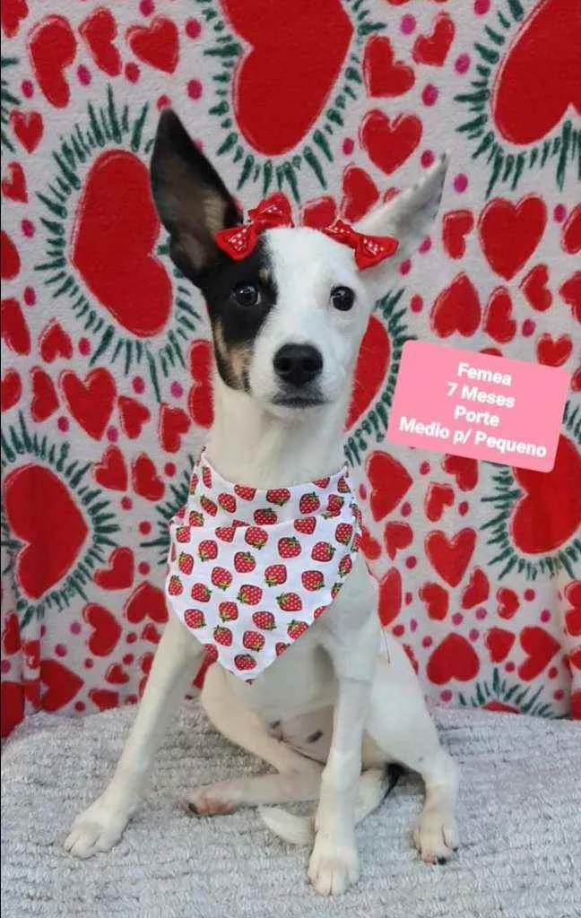 Cachorro ra a  idade 7 a 11 meses nome Hera 