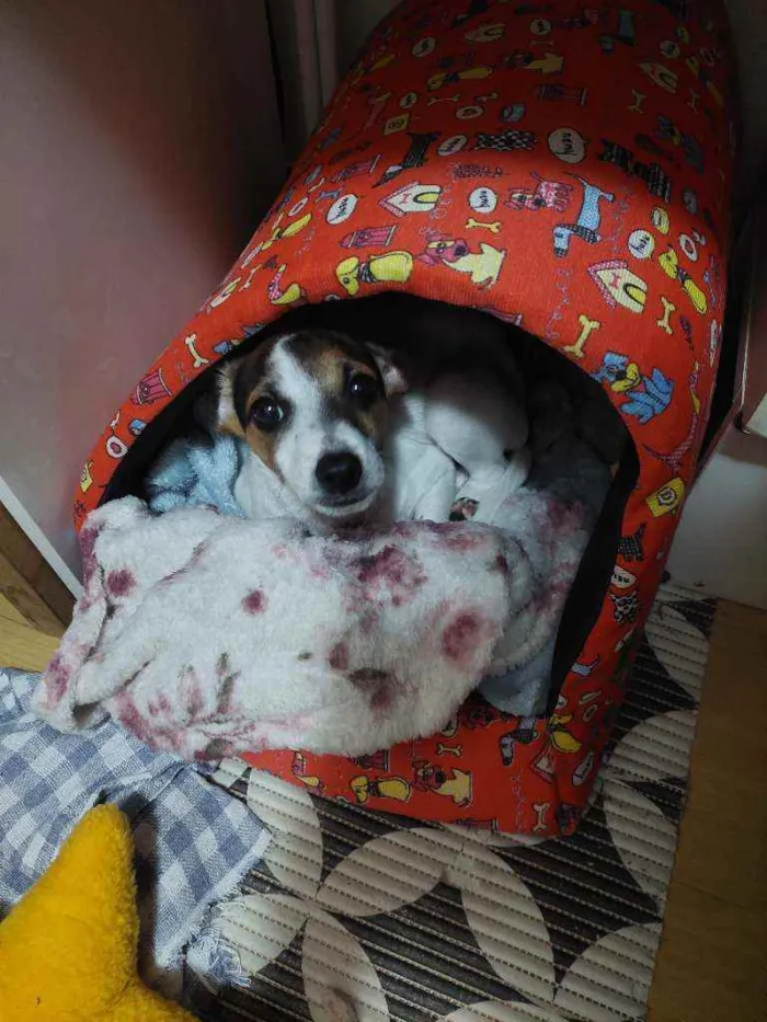 Cachorro ra a Não sei idade Abaixo de 2 meses nome Kiki