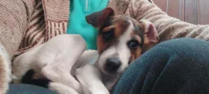 Cachorro raça Não sei idade Abaixo de 2 meses nome Kiki