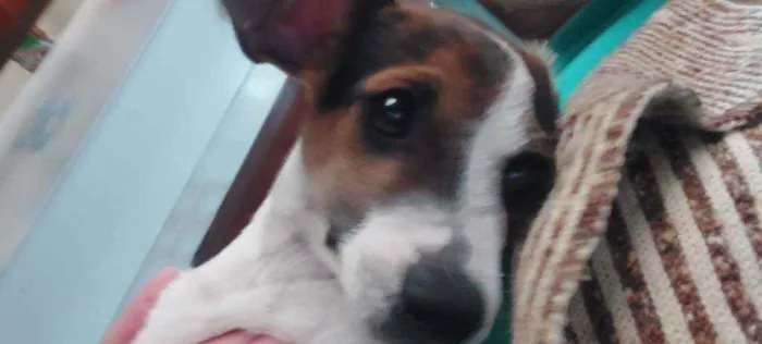 Cachorro ra a Não sei idade Abaixo de 2 meses nome Kiki