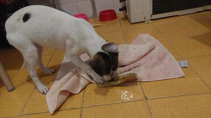 Cachorro ra a Não sei idade Abaixo de 2 meses nome Kiki