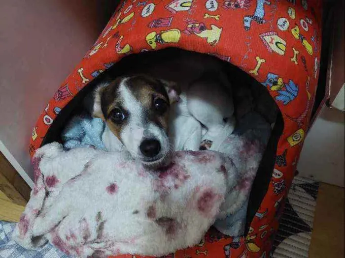 Cachorro ra a Não sei idade Abaixo de 2 meses nome Kiki