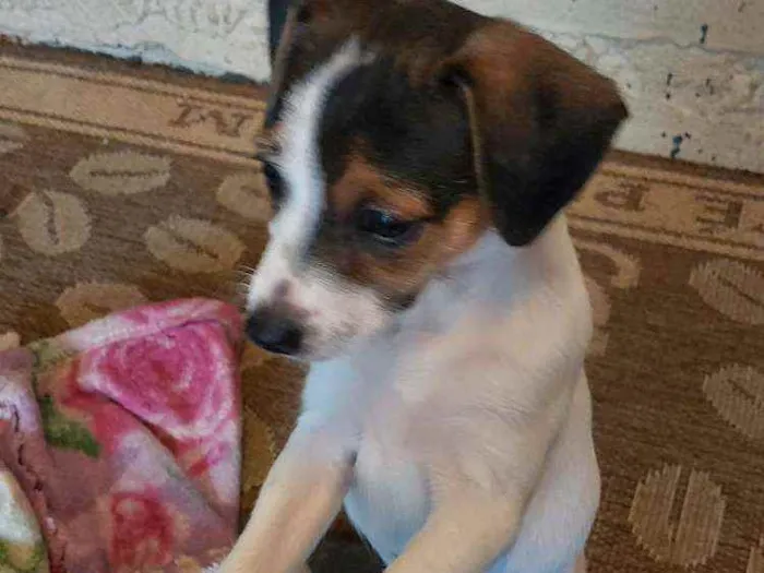 Cachorro ra a Não sei idade Abaixo de 2 meses nome Kiki