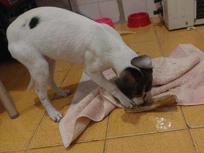 Cachorro ra a Não sei idade Abaixo de 2 meses nome Kiki