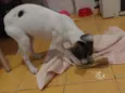Kiki