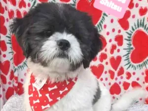 Cachorro raça Shitsu  idade 2 anos nome Bredy