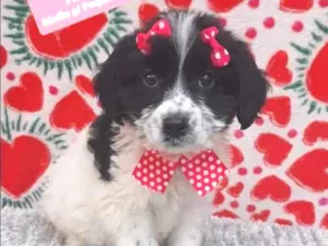 Cachorro raça SRD  idade 2 a 6 meses nome Julie 