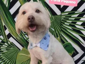 Cachorro raça SRD  idade 1 ano nome Kiko 