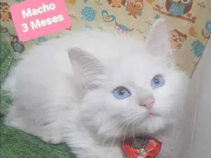 Gato raça SRD  idade 2 a 6 meses nome Azul 
