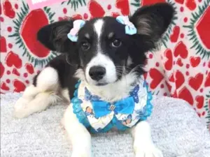 Cachorro raça  idade 7 a 11 meses nome Afrodite 