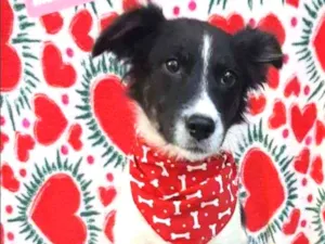 Cachorro raça SRD  idade 7 a 11 meses nome Plutão 
