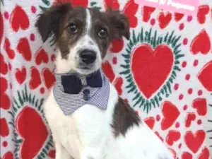 Cachorro raça SRD  idade 7 a 11 meses nome Ares 