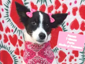 Cachorro raça  idade 7 a 11 meses nome Atena 