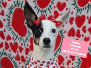 Cachorro raça  idade 7 a 11 meses nome Hera 