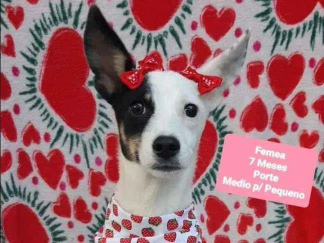 Cachorro ra a  idade 7 a 11 meses nome Hera 