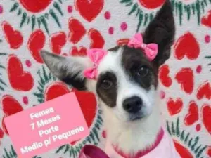 Cachorro raça SRD  idade 7 a 11 meses nome Jujuba 