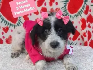 Cachorro raça SRD  idade 2 a 6 meses nome Lindinha 