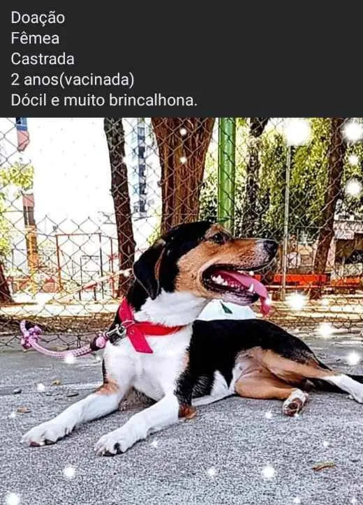 Cachorro ra a Vira lata idade 2 anos nome Madona