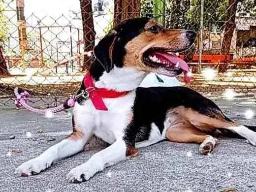 Cachorro ra a Vira lata idade 2 anos nome Madona