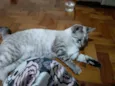 Bela