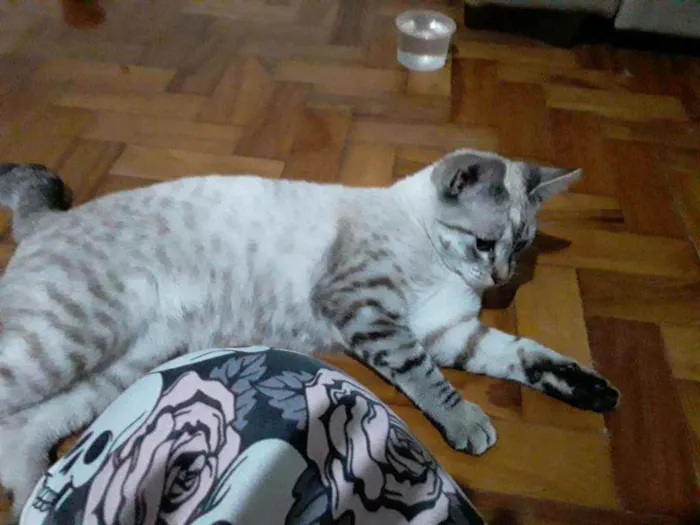 Gato ra a Srd idade 7 a 11 meses nome Bela