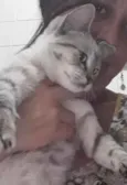 Bela