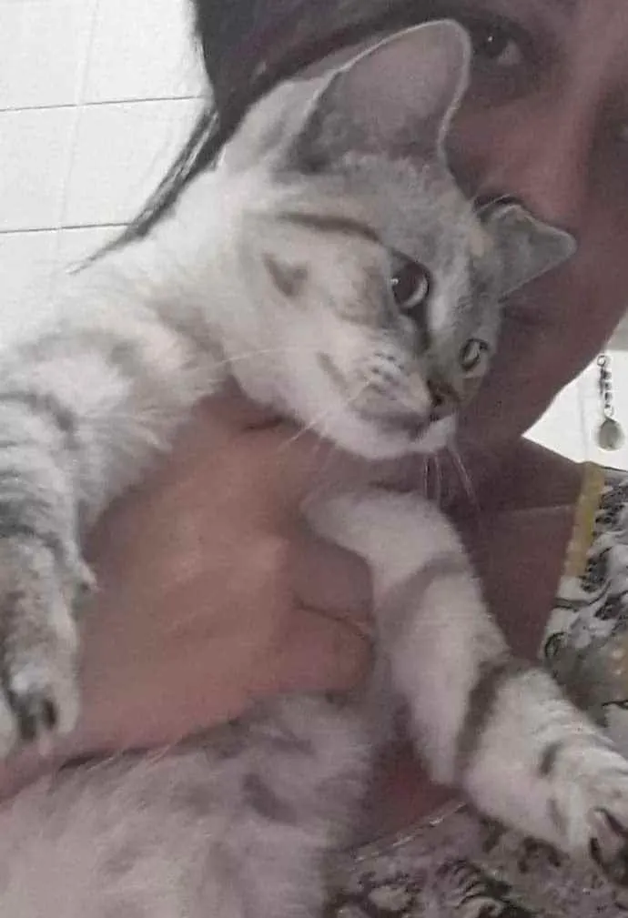 Gato ra a Srd idade 7 a 11 meses nome Bela