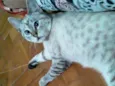 Bela