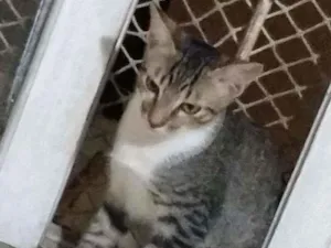Gato raça Srd idade 7 a 11 meses nome Noah e Negresco