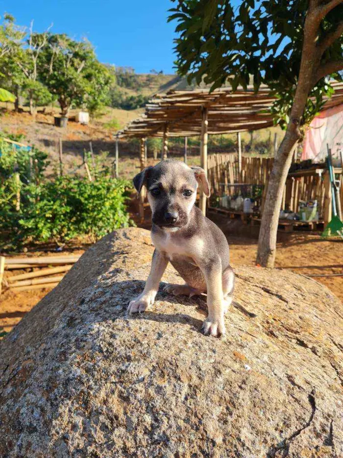 Cachorro raça Box com Fila idade Abaixo de 2 meses nome Sem nome, filhote 
