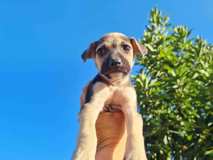 Cachorro raça Box com Fila idade Abaixo de 2 meses nome Sem nome, filhote 