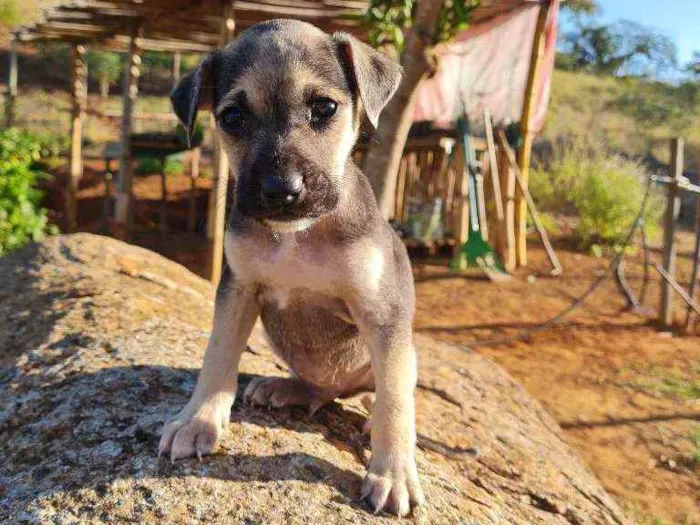 Cachorro raça Box com Fila idade Abaixo de 2 meses nome Sem nome, filhote 