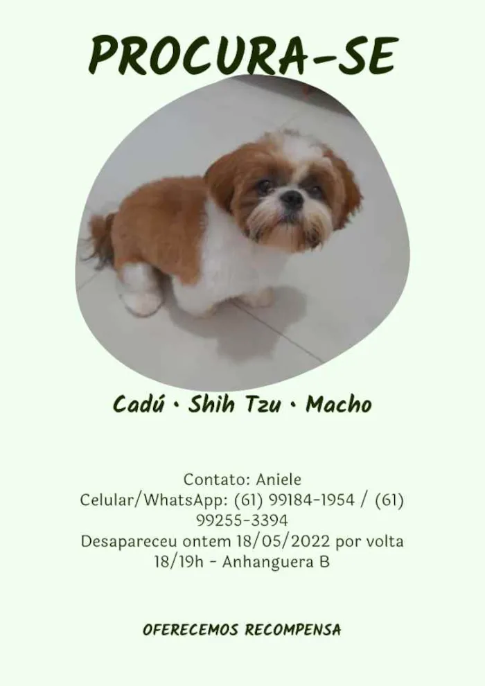 Cachorro raça SHIH TZU idade 1 ano nome CADÚ