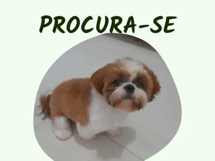 Cachorro raça SHIH TZU idade 1 ano nome CADÚ