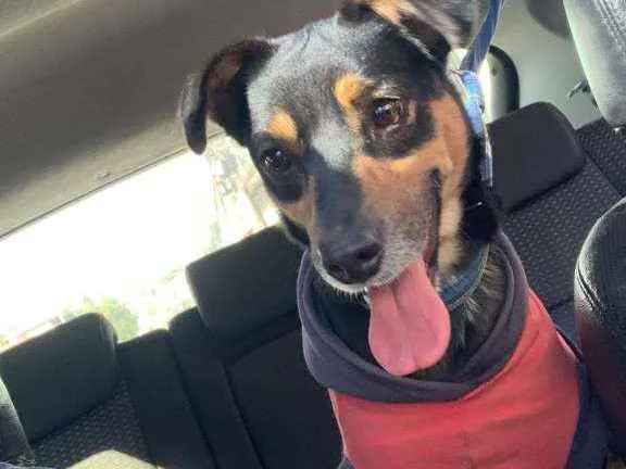 Cachorro raça Vira lata  idade 2 a 6 meses nome Julie