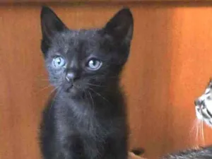 Gato raça Srd idade Abaixo de 2 meses nome Filipinho 
