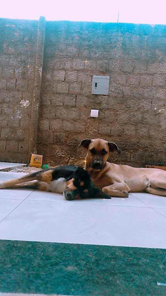 Cachorro ra a Indefinida  idade 2 anos nome Marley e Spike 