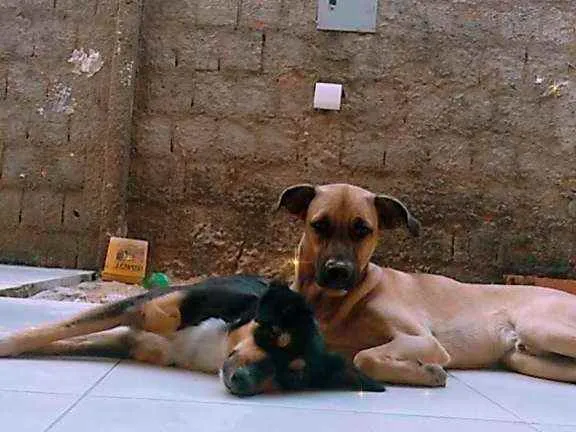 Cachorro ra a Indefinida  idade 2 anos nome Marley e Spike 