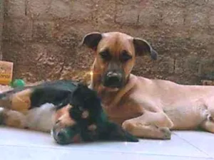 Cachorro raça Indefinida  idade 2 anos nome Marley e Spike 