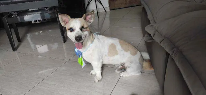 Cachorro ra a Vira lata idade 3 anos nome Nino