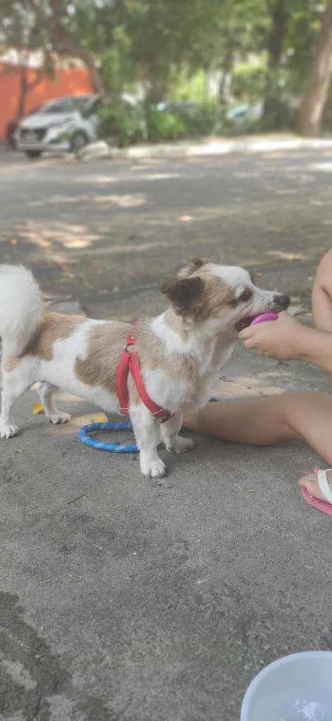 Cachorro ra a Vira lata idade 3 anos nome Nino