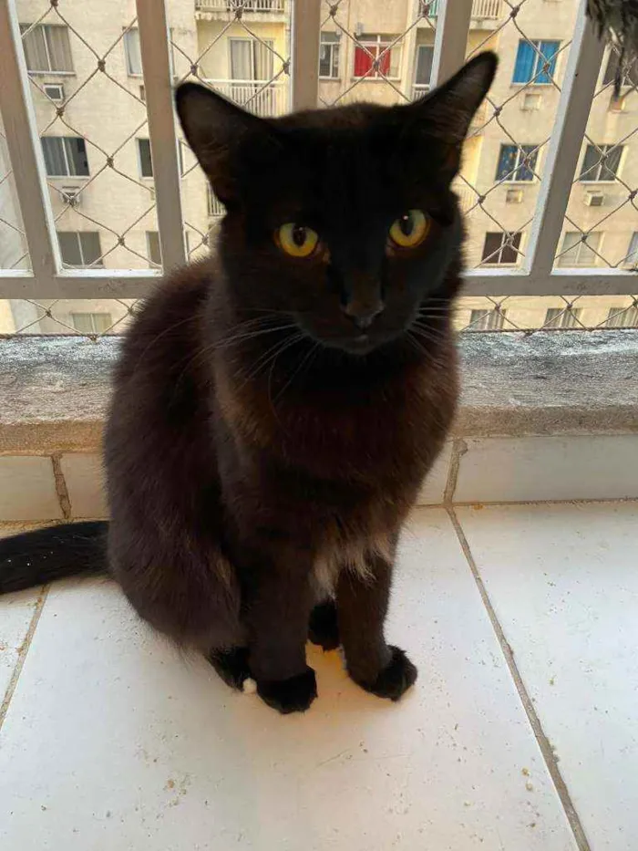 Gato ra a SRD idade 1 ano nome Rihanna