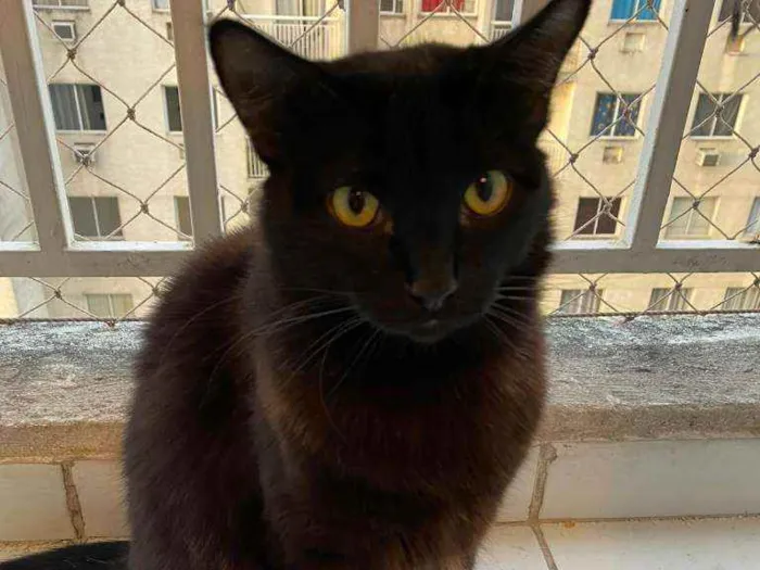 Gato ra a SRD idade 1 ano nome Rihanna