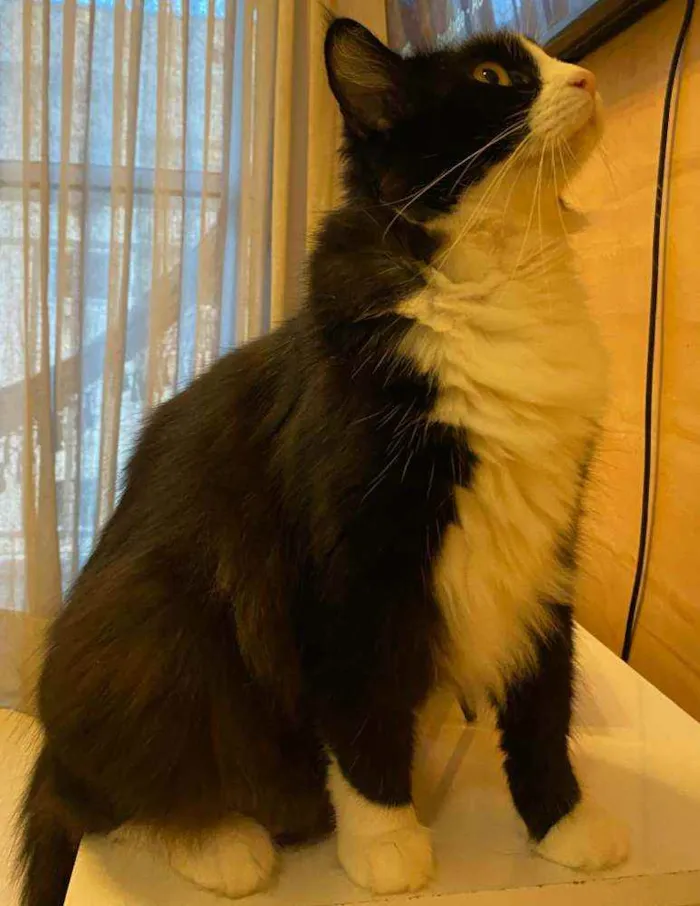 Gato ra a SRD idade 1 ano nome Mayse