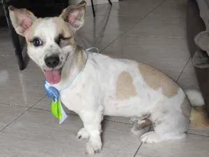 Cachorro raça Vira lata idade 3 anos nome Nino